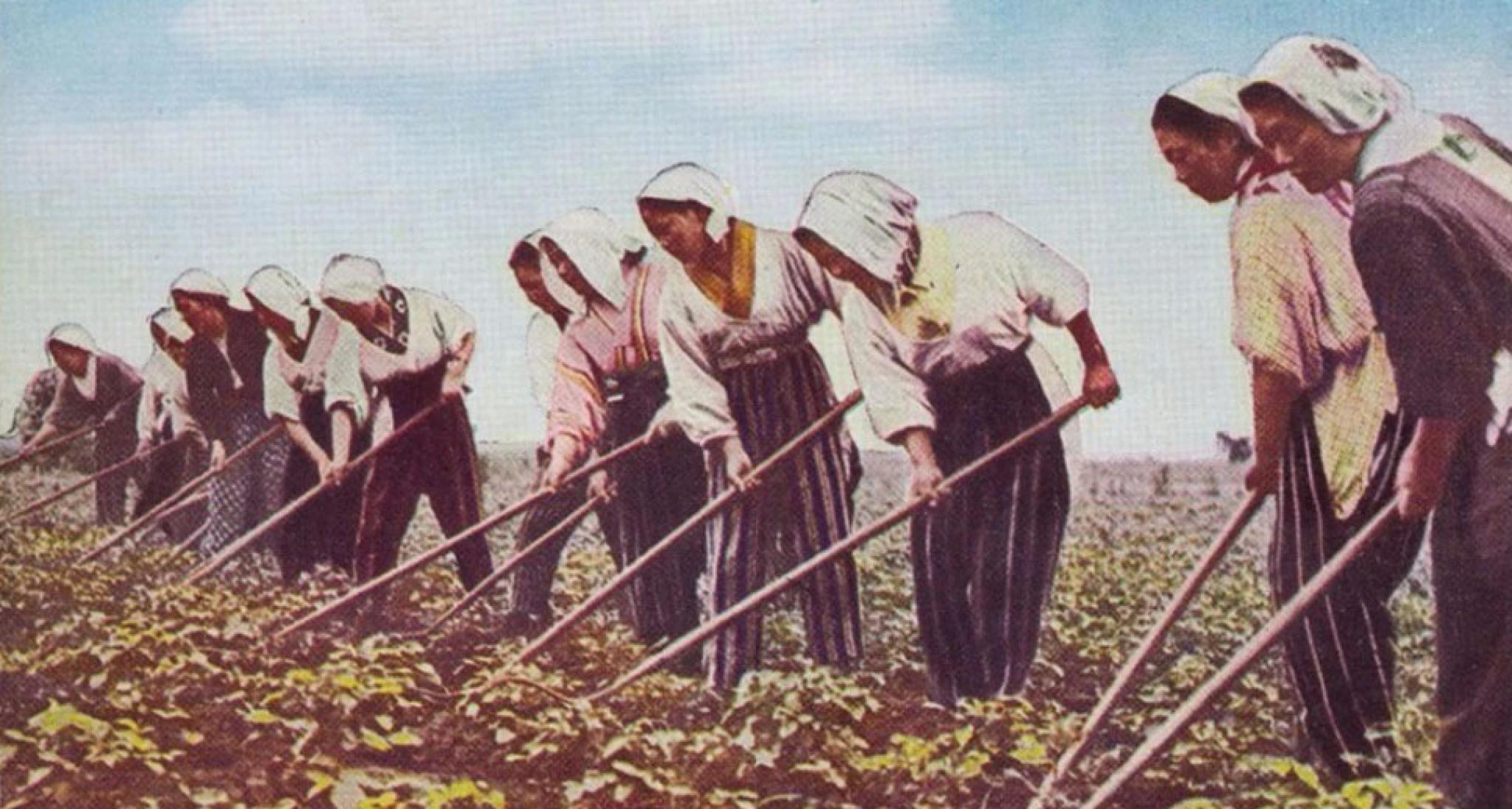 Japanese settler women hoe soy in Manchuria (Manchukuo)